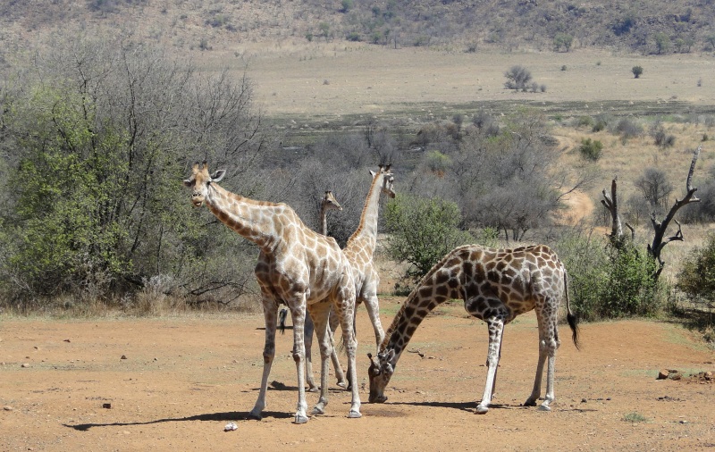 Prachtige natuur in Zuid-Afrika