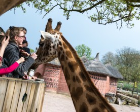 Top 10 dierentuinen Nederland & België