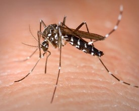Chikungunya-virus op Curaçao