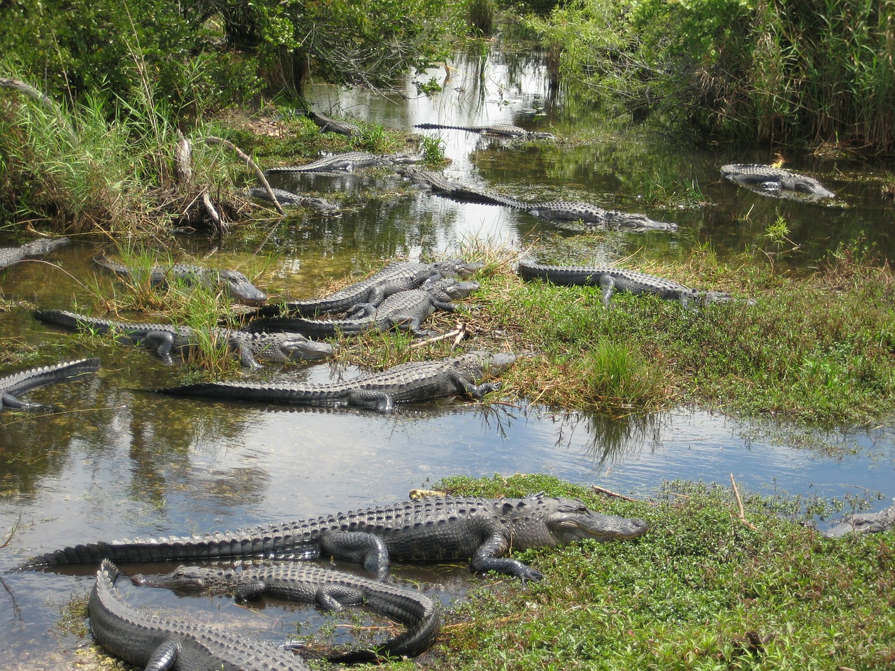 Nationaal Park Everglades