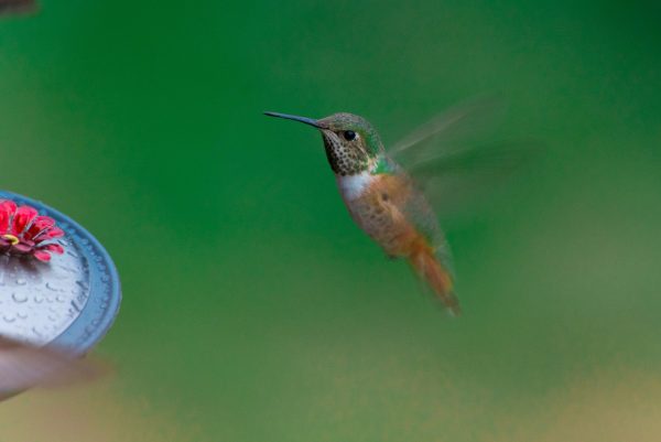 Spot exotische vogels op het eiland