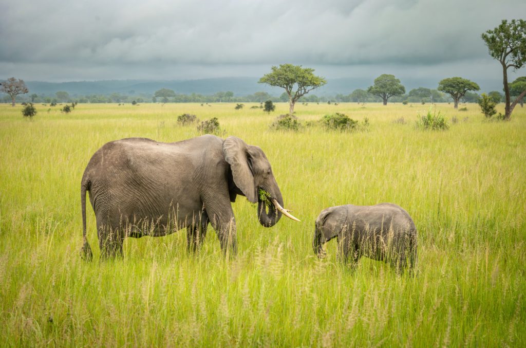 Mikumi National Park